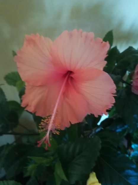  - Hibiscus 2023