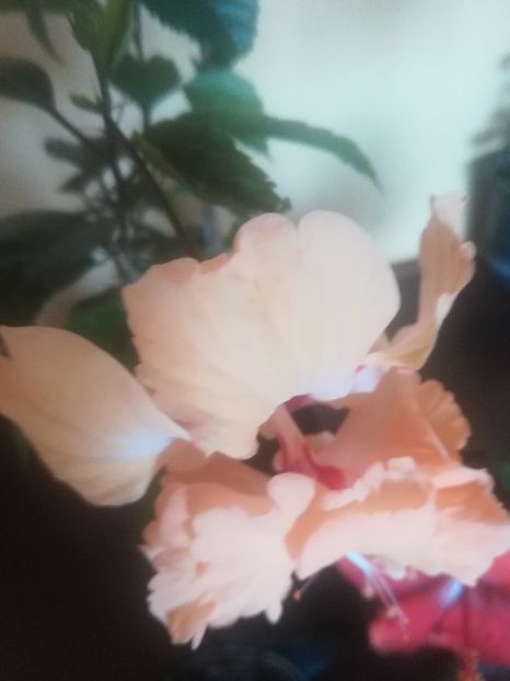  - Hibiscus 2023