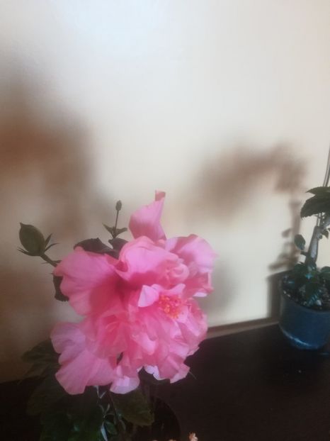 Kona - Hibiscus 2023