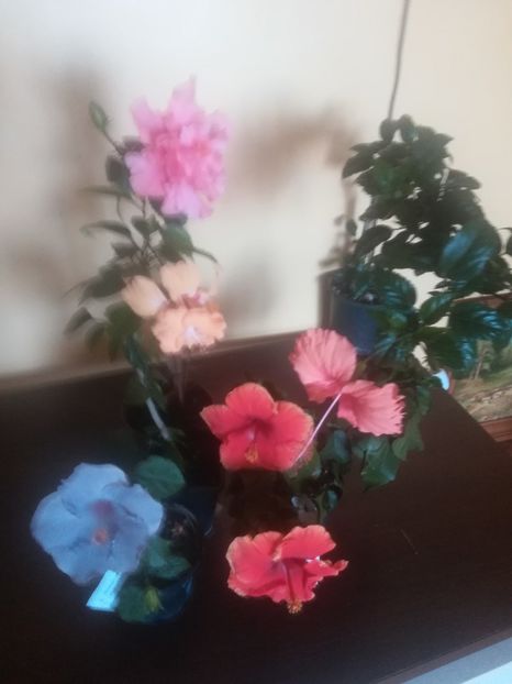 Kona - Hibiscus 2023