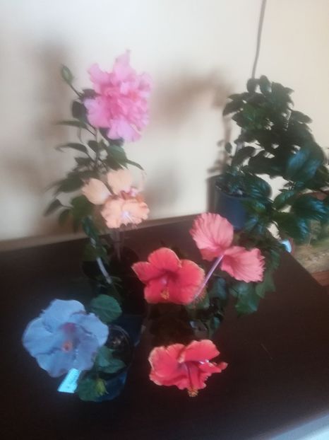  - Hibiscus 2023