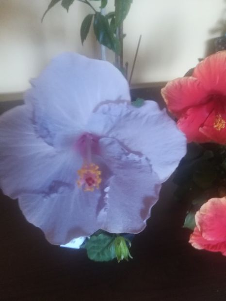  - Hibiscus 2023