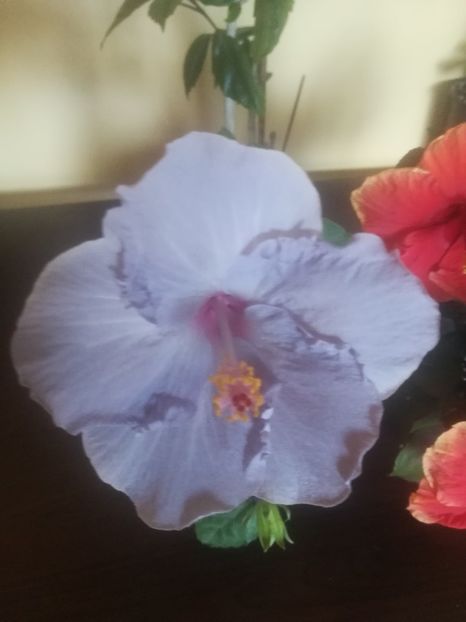  - Hibiscus 2023