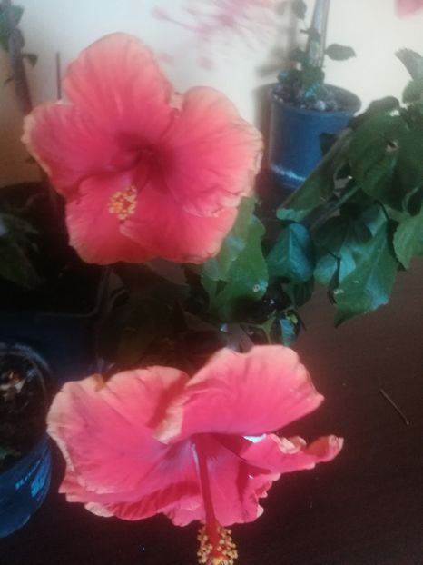  - Hibiscus 2023