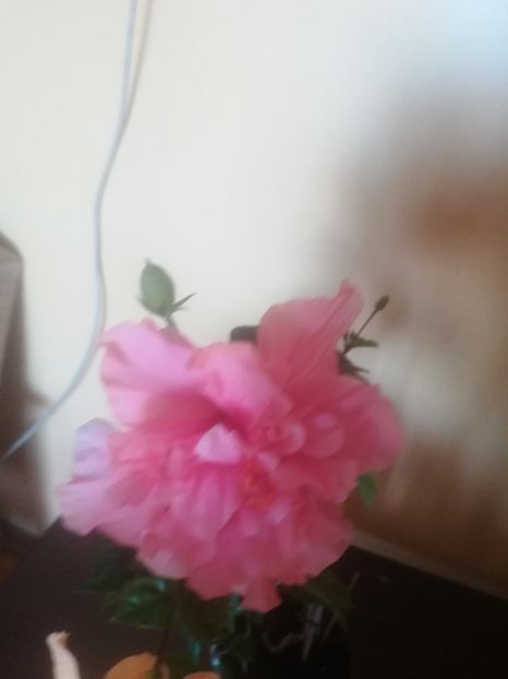  - Hibiscus 2023