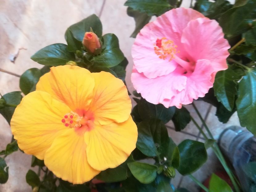  - Hibiscus 2023