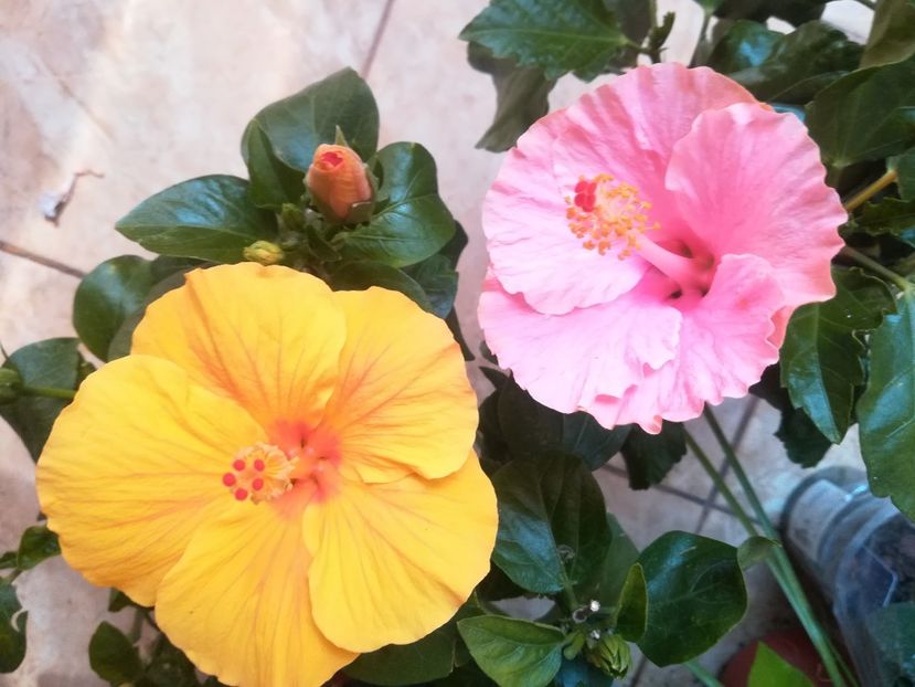  - Hibiscus 2023