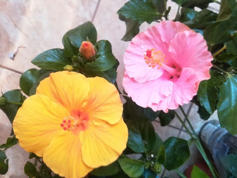  - Hibiscus 2023