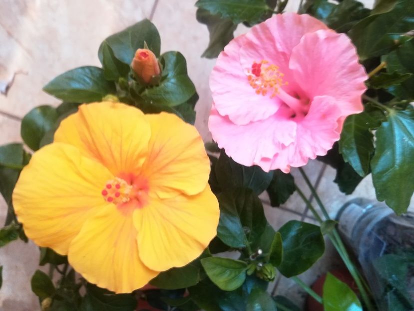  - Hibiscus 2023