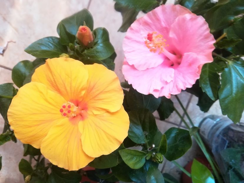  - Hibiscus 2023