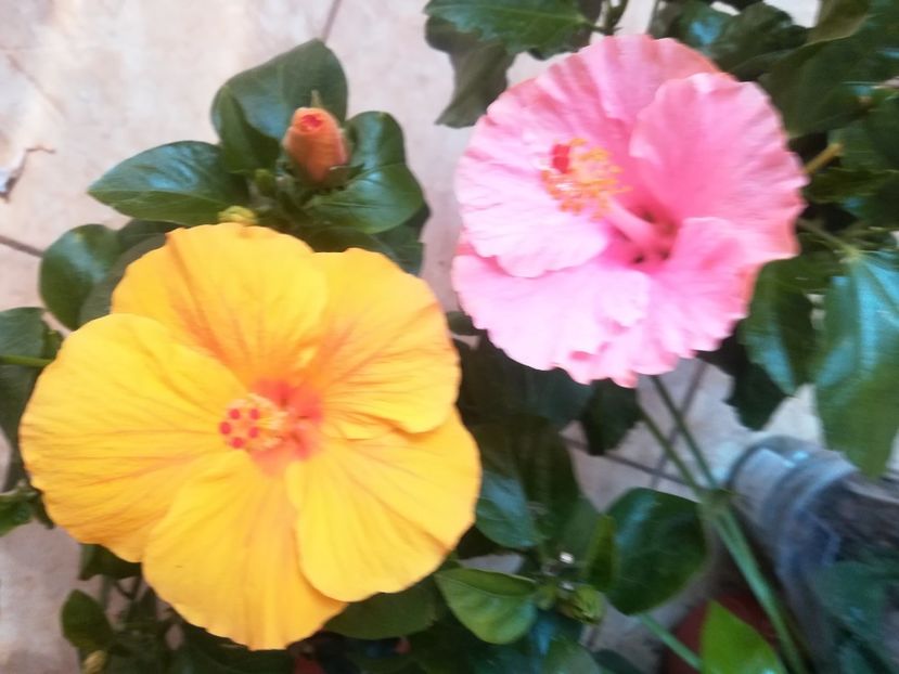  - Hibiscus 2023