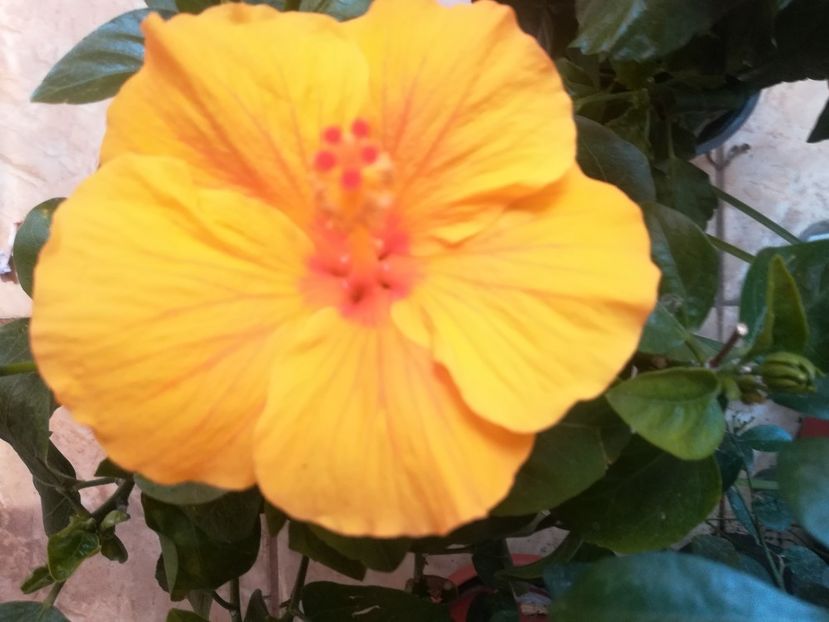 Savana - Hibiscus 2023