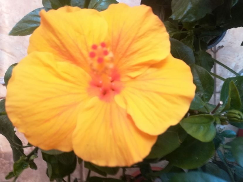 Luca - Hibiscus 2023