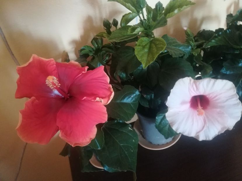 Red Fire - Hibiscus 2023