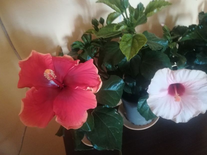 Red Fire - Hibiscus 2023