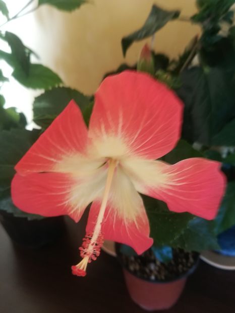 MT Sixtine - Hibiscus 2023