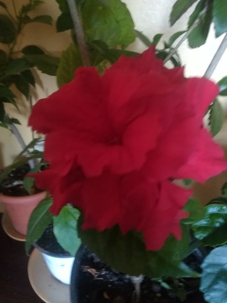  - Hibiscus 2023