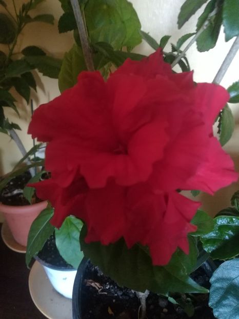  - Hibiscus 2023