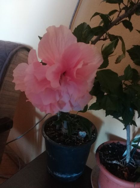  - Hibiscus 2023