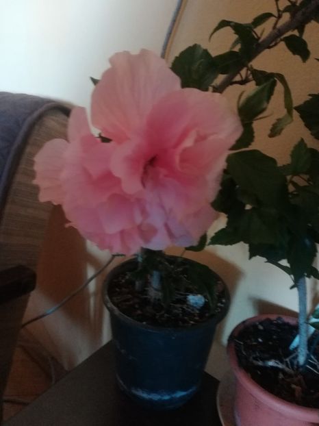  - Hibiscus 2023