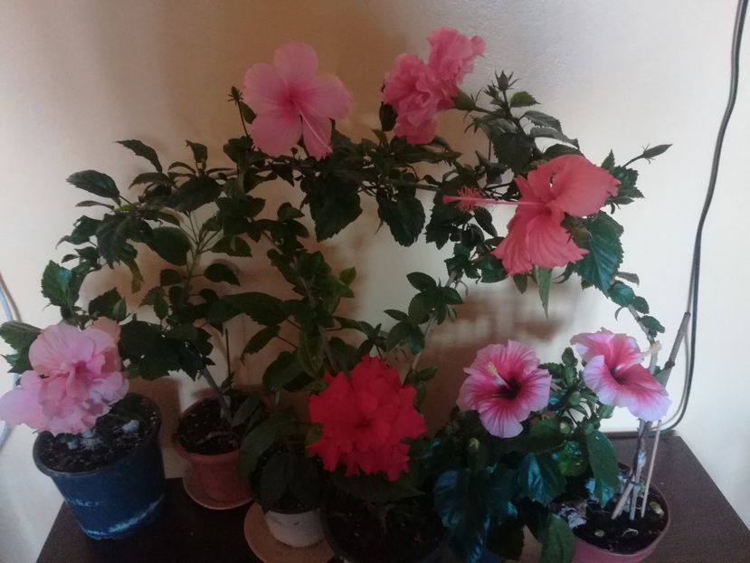 - Hibiscus 2023