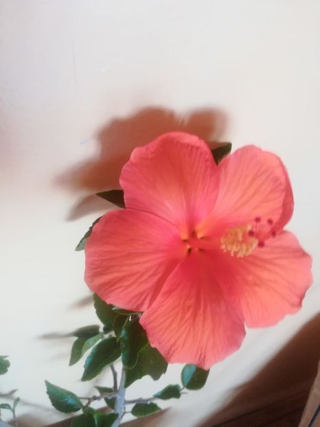  - Hibiscus 2023