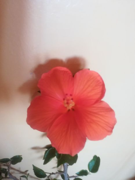  - Hibiscus 2023
