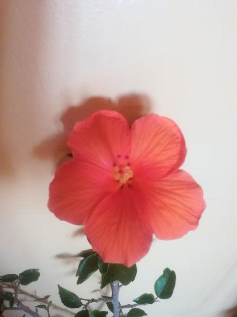  - Hibiscus 2023