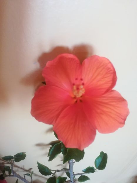  - Hibiscus 2023