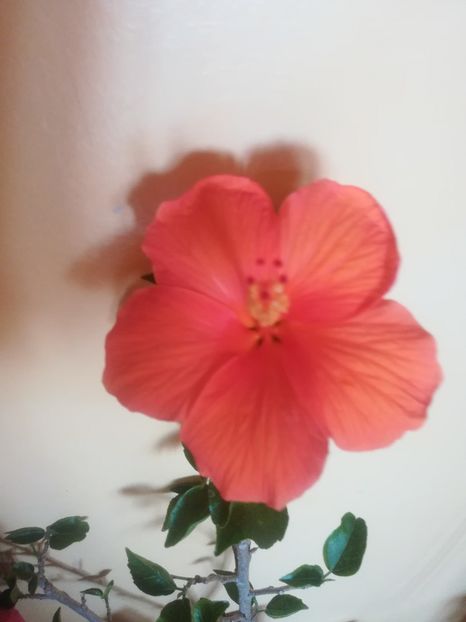 - Hibiscus 2023