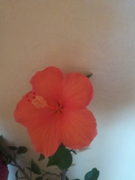  - Hibiscus 2023
