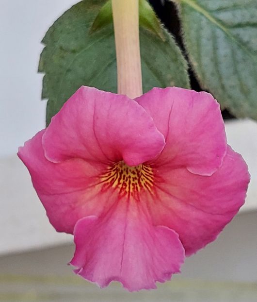 BOEHME - AAA RIZOMI ACHIMENES DISPONIBILI -2023