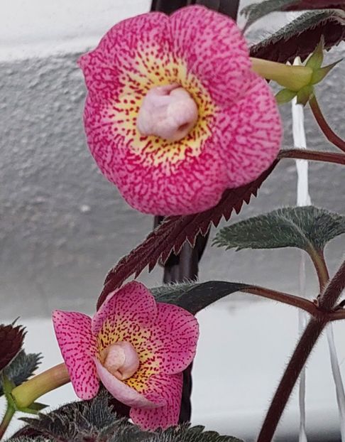  - RFs ROBERTO RAINBOW DREAM