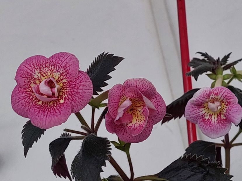  - RFs ROBERTO RAINBOW DREAM