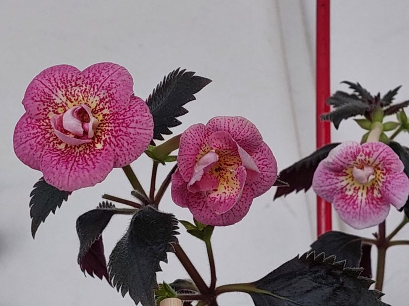  - RFs ROBERTO RAINBOW DREAM