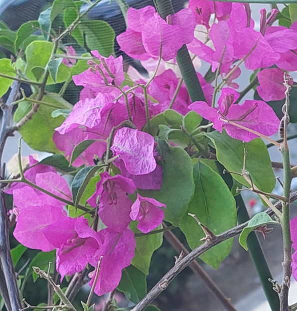  - Bougainvillea