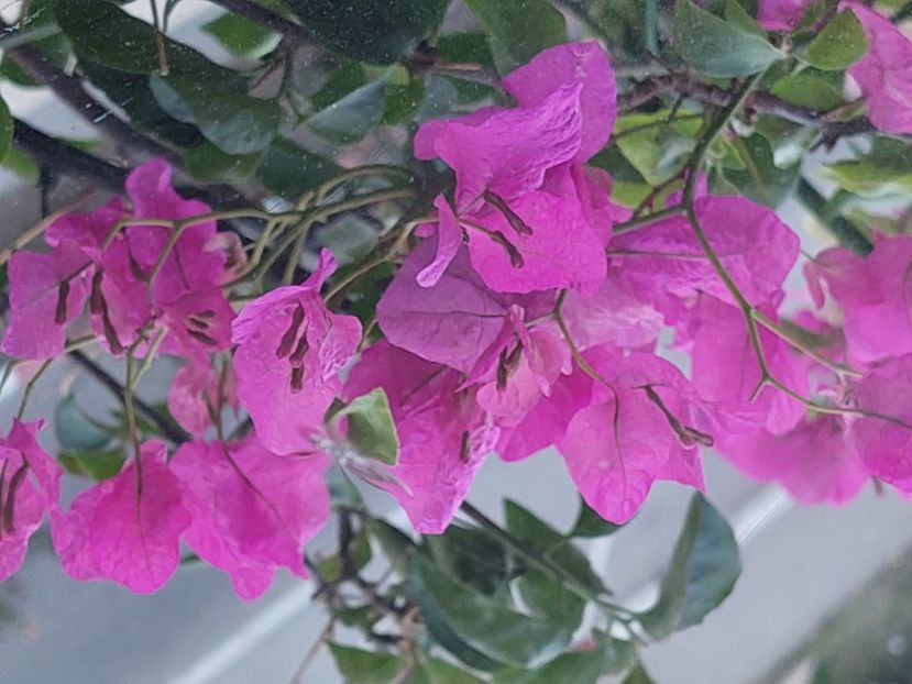  - Bougainvillea