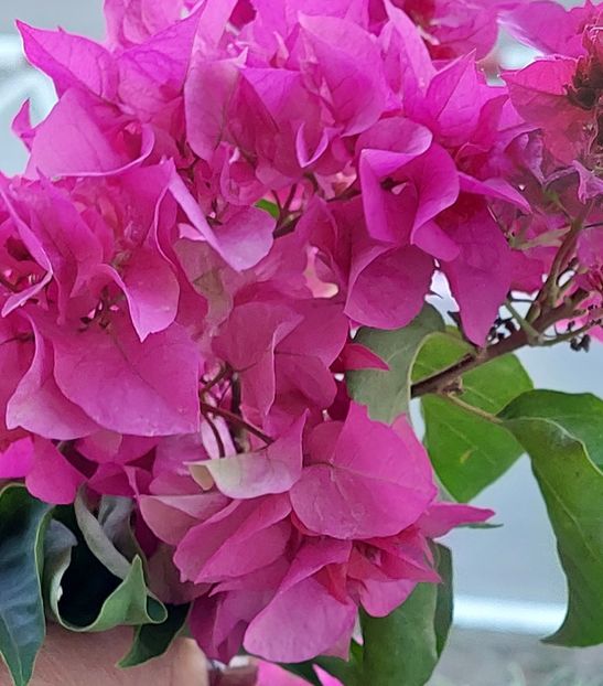 - Bougainvillea