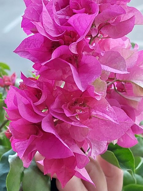  - Bougainvillea