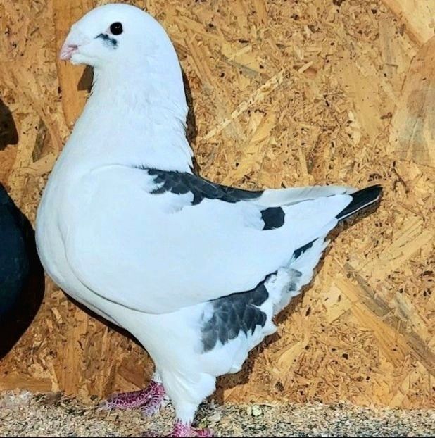  - 3---AGH DAȚI 2019 - 2025