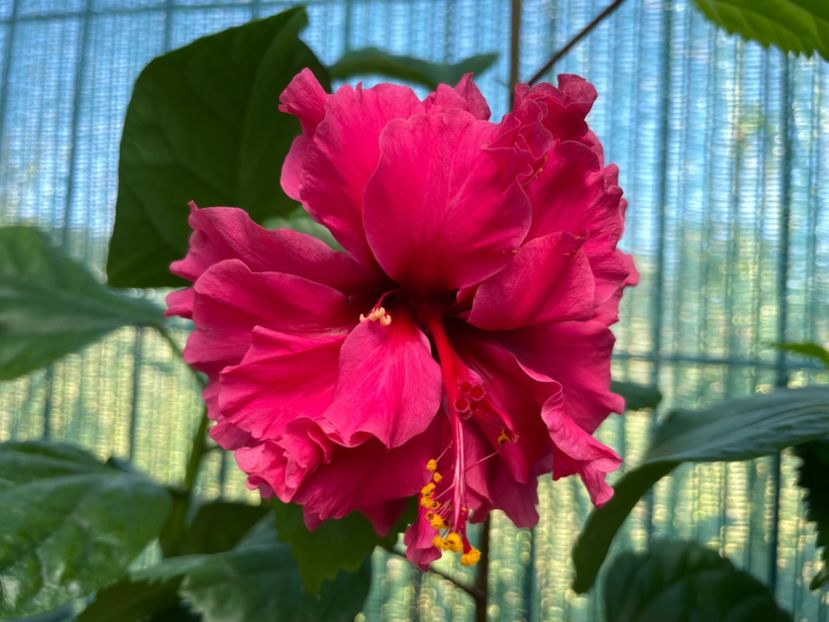 Pride of Hankins, 50-60 lei - 0002 hibiscusi disponibili