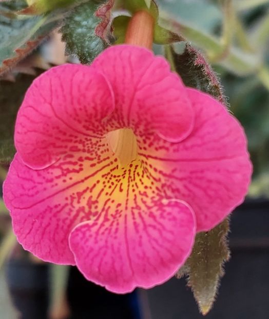  - AAA RIZOMI ACHIMENES DISPONIBILI -2023