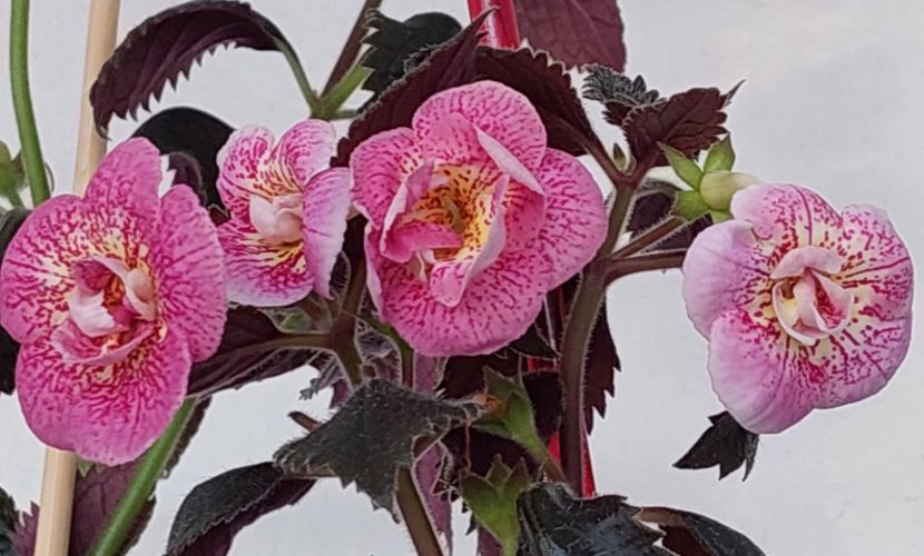  - RFs ROBERTO RAINBOW DREAM