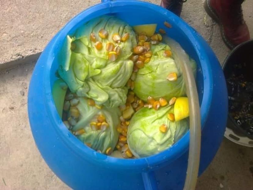  - Varza murata pentru iarna