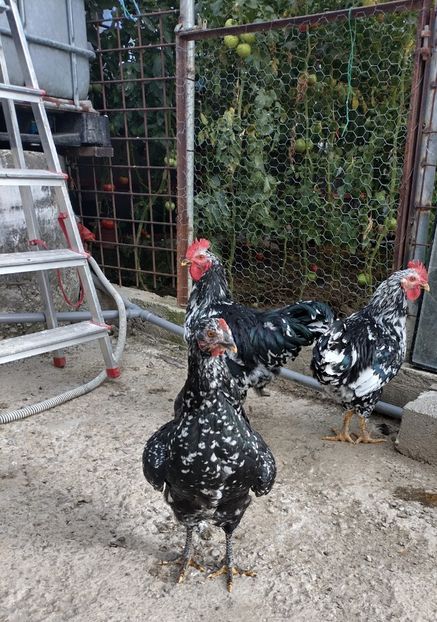  - Pita pinta asturiana