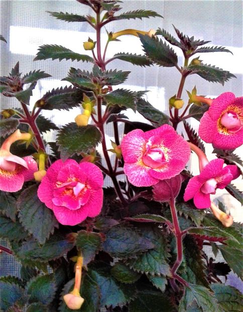  - 000015ACHIMENES