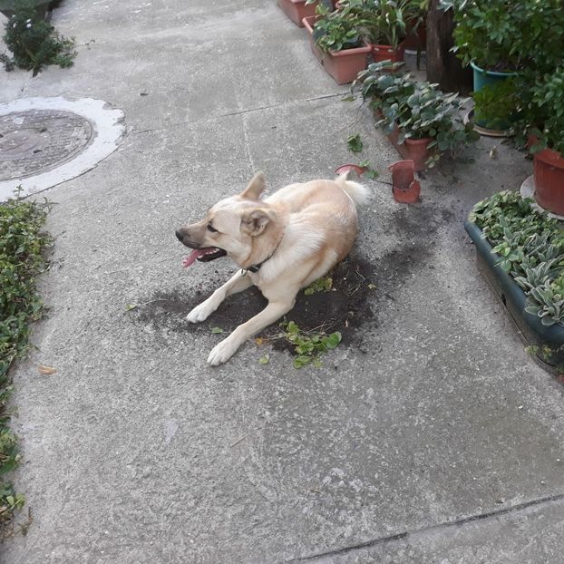 Sept.2023 Acești bulbi de oxalis sunt ai mei - Codiță-Cody -Coco