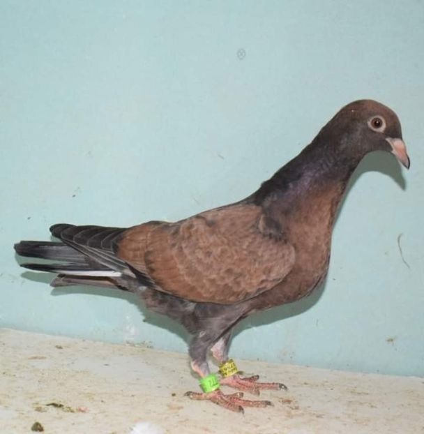  - Nu îmi aparțin 6