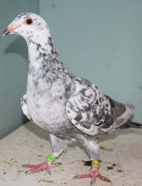  - Nu îmi aparțin 6