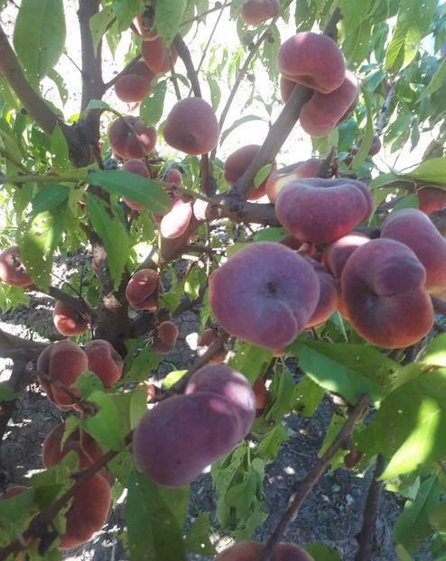 10.09.2023 - Nectarin Plat